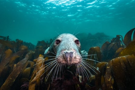 A curious seal featured in North Sea, Nature Untamed.
