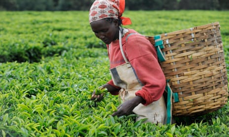 Kenya tea harvest fairtrade