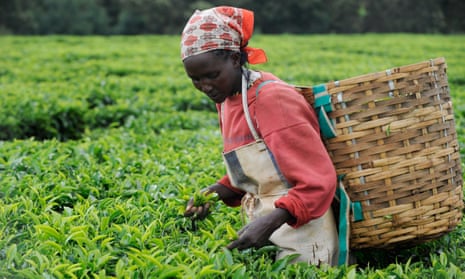 A Fairtrade tea plantation in Tigoni, Kenya
