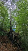 Birch tree growing out of the stump of a Scots pine.