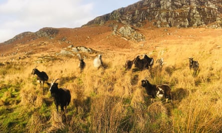 Wild Mountain Goats on the hills in Galloway Forest Park