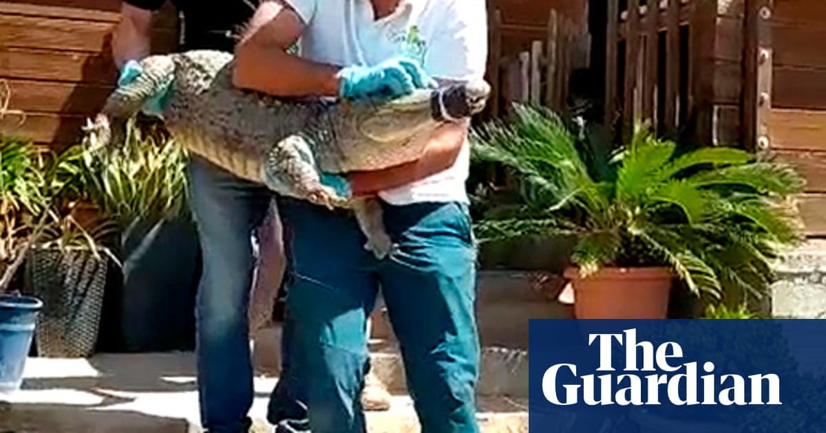 Pythons and caimans among animals found by Spanish police at illegal zoo