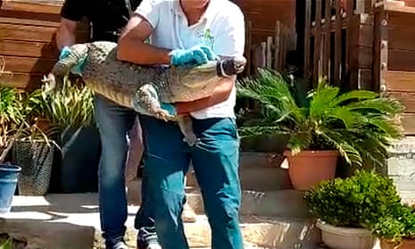 Pythons and caimans among animals found by Spanish police at illegal zoo | Spain | The Guardian Pythons and caimans among animals found by Spanish police at illegal zoo | Spain | The Guardian