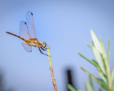 A dragonfly, perched on the stem of a plant