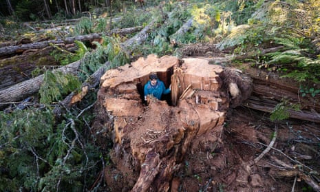 The ancient tree cut down in the old-growth forest in Quatsino Sound, British Columbia.