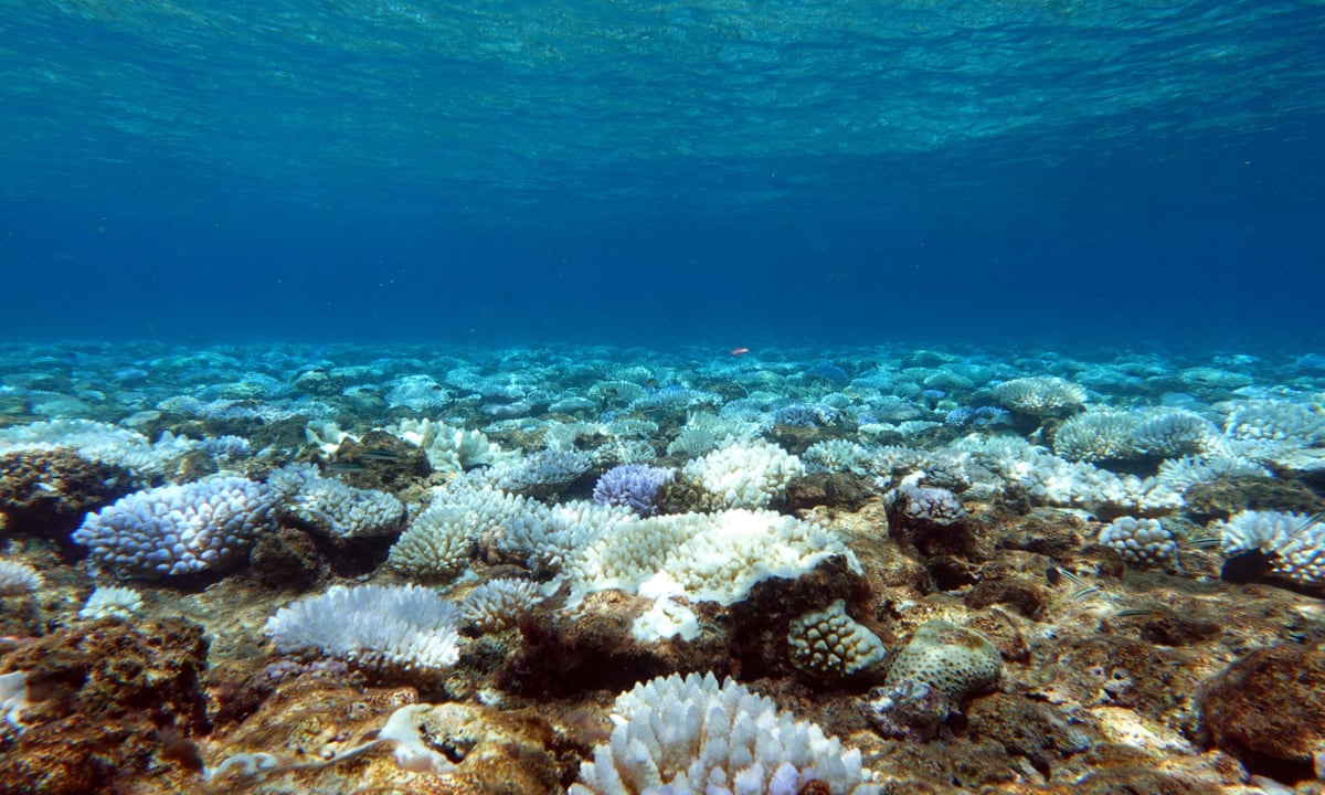 More Than Half Of Remote Reefs In Coral Sea Marine Park Suffered Extreme Bleaching Queensland The Guardian More Than Half Of Remote Reefs In Coral Sea Marine Park Suffered Extreme Bleaching Queensland The Guardian