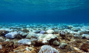 Coral Sea bleaching at Holmes Reef, about 220km east of Cairns. Extreme levels of bleaching such as this may lead to the death of many corals.