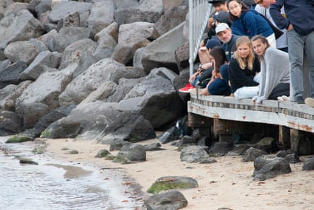 visitors watch the penguins.