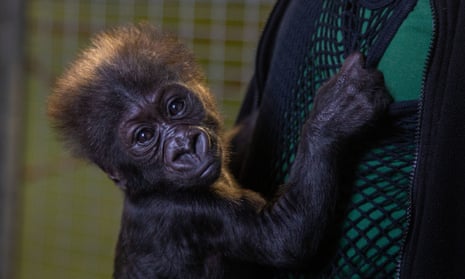 A baby lowland gorilla