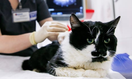 Two cats in New York are expected to recover after testing positive for the coronavirus.