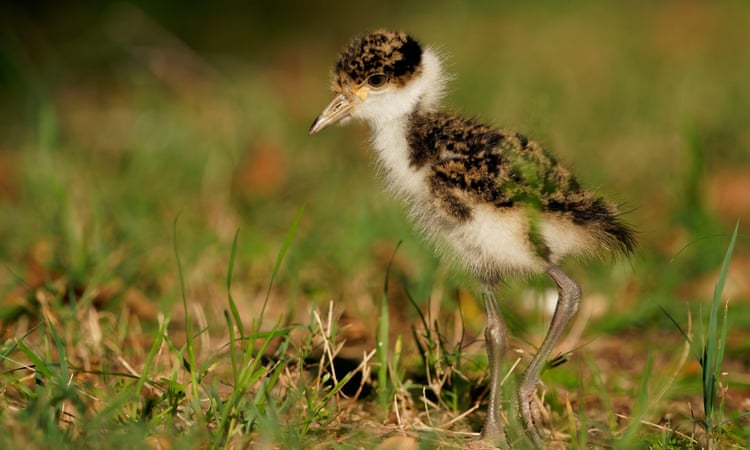 Man fined 8 for crushing plover chicks to death with his car on vacant Brisbane block