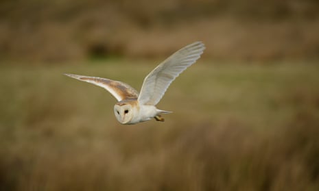 Country diary: The barn owls are back in the valley | Environment | The ...