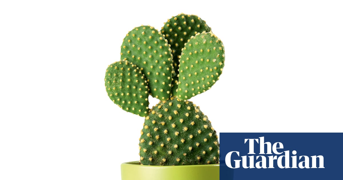 Houseplant clinic: what are the brown patches on my prickly pear?