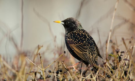 A starling sitting in some wild grass