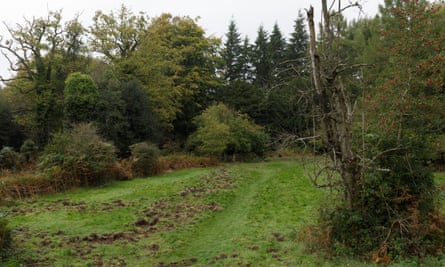 Damage caused by wild boar to the verges near Speech House in the Forest of Dean.