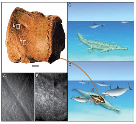 Reconstruction of sharks feeding on a dyrosaurid crocodilyform.