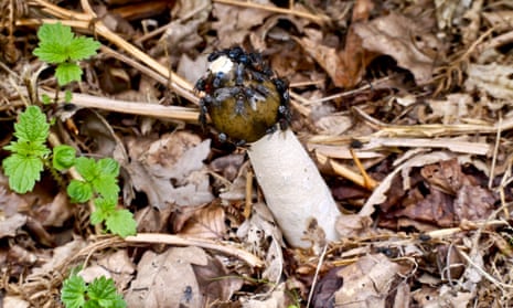 Stinkhorn fungus pokes through leaf litter at Hawkstone Park.