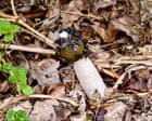 Il Fungo Stinkhorn: Un Tesoro Nascosto nel Bosco con un Odore Inconfondibile
