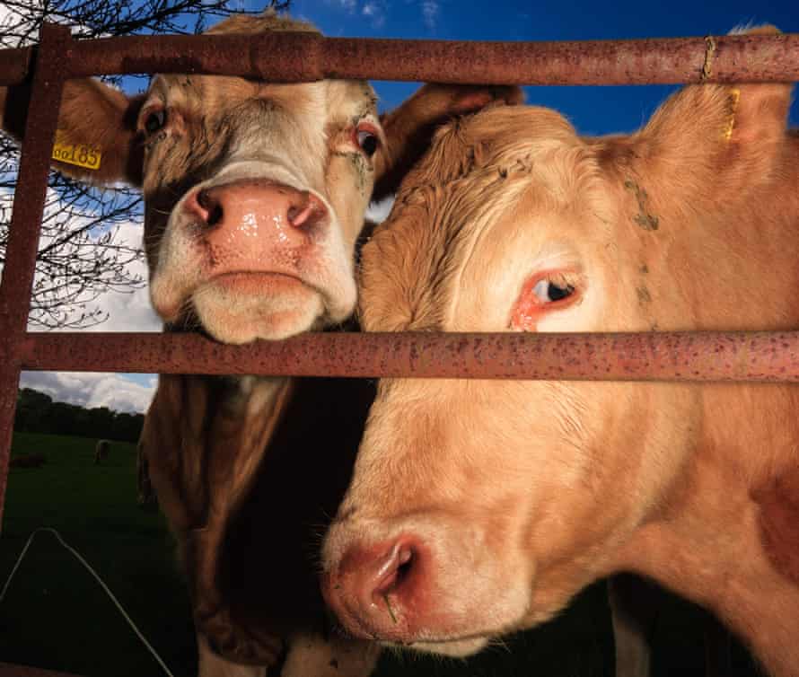 two cows