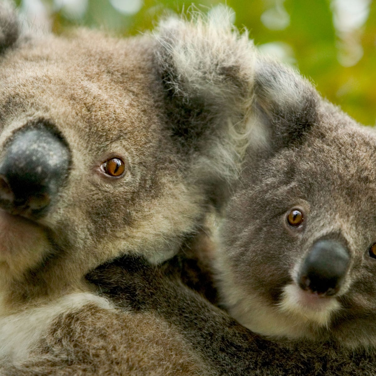 Koala and kangaroo culling considered as numbers become ...