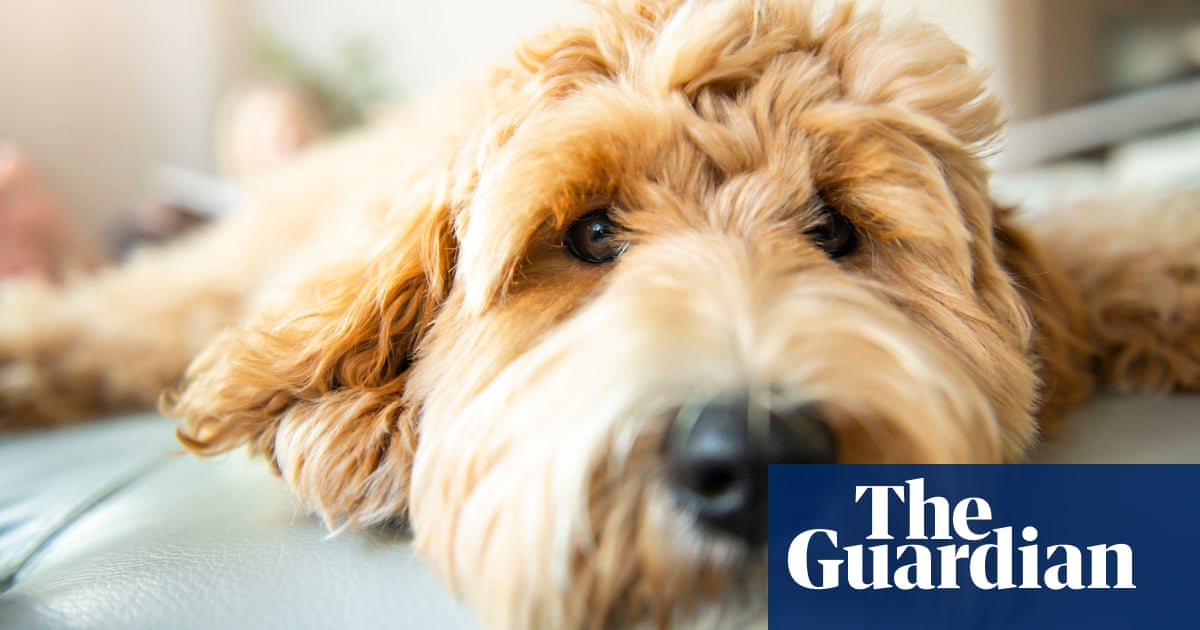 Delayed games, power cuts and rescued stolen dogs – take the Thursday quiz | Life and style Delayed games, power cuts and rescued stolen dogs – take the Thursday quiz | Life and style