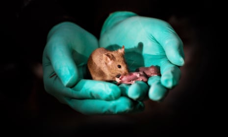 This image shows a healthy adult bimaternal mouse (born to two mothers) with offspring of her own. Researchers at the Chinese Academy of Sciences were able to produce healthy mice with two mothers that went on to have normal offspring of their own. Mice from two dads were also born but only survived for a couple of days. The work, presented October 11 in the journal Cell Stem Cell, looks at what makes it so challenging for animals of the same sex to produce offspring and suggests that some of these barriers can be overcome using stem cells and targeted gene editing.