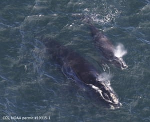 A photo from the Center for Coastal Studies shows a baby right whale swimming with its mother in Cape Cod Bay.