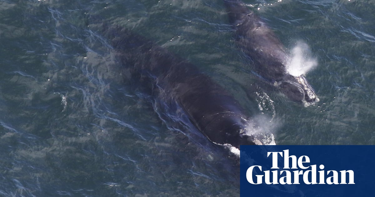 First baby right whale of the year dies from ship collision | Georgia