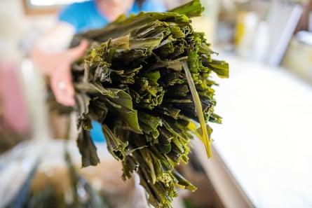 Dried kelp at a seaweed farm in Bamfield, British Columbia