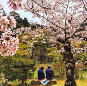 Love blossoms in Kyoto One of the more popular areas to enjoy the blossom in Kyoto is Maruyama park. The tranquil gardens and ponds feel a long way from the bustling city that is only a few minutes walk away. In this image two people sit on the grass amid the cherry trees and take in the view.
