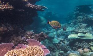 Great Barrier Reef