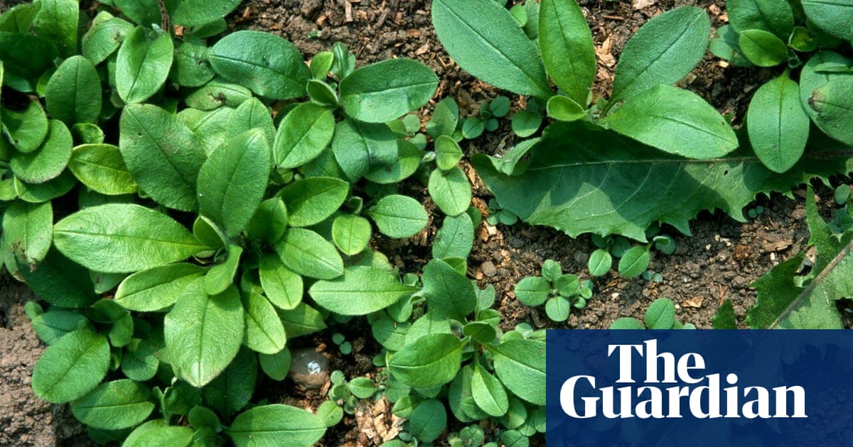 How Weeds Heal Bare Soil John Walker Life And Style The Guardian