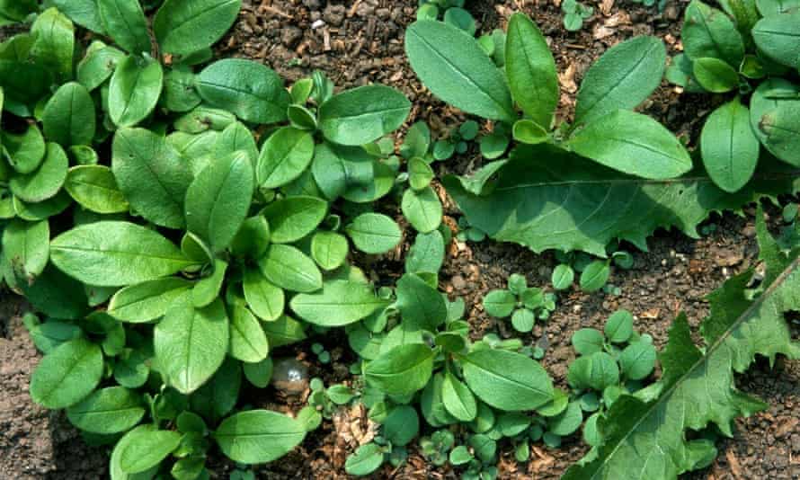 How weeds heal bare soil | Gardens | The Guardian