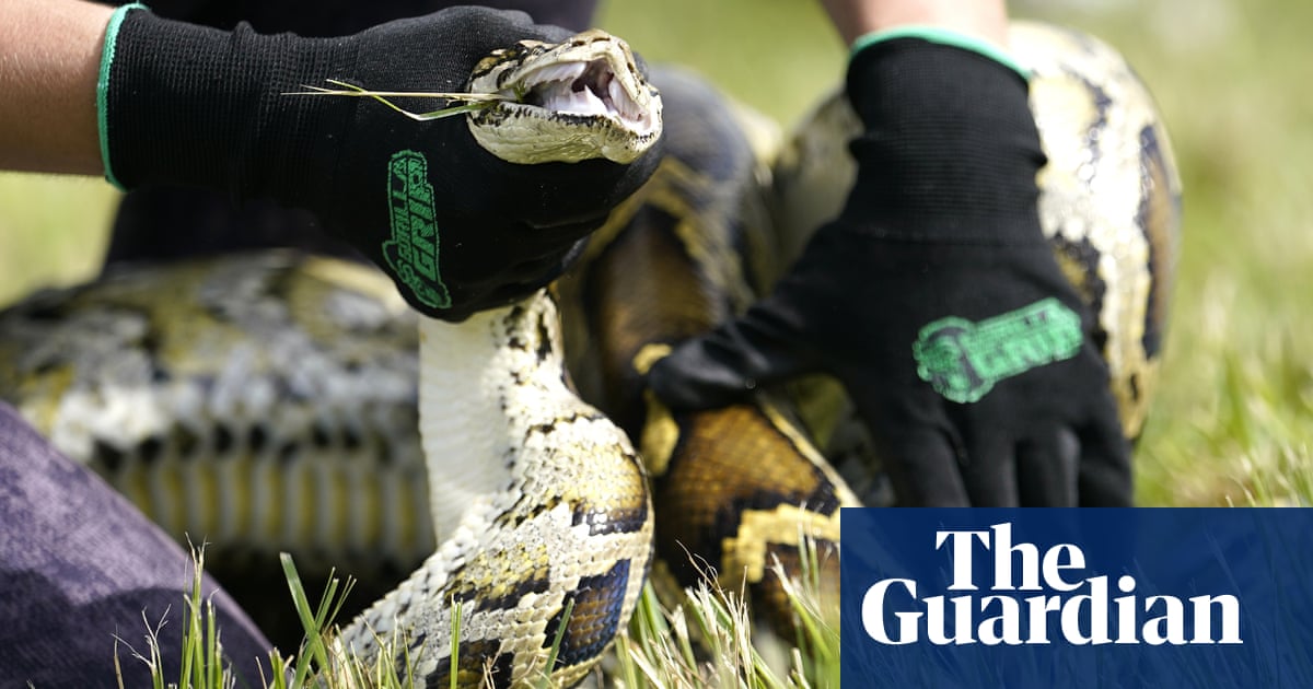 Florida researchers capture invasive pythons by attaching GPS collars to prey
