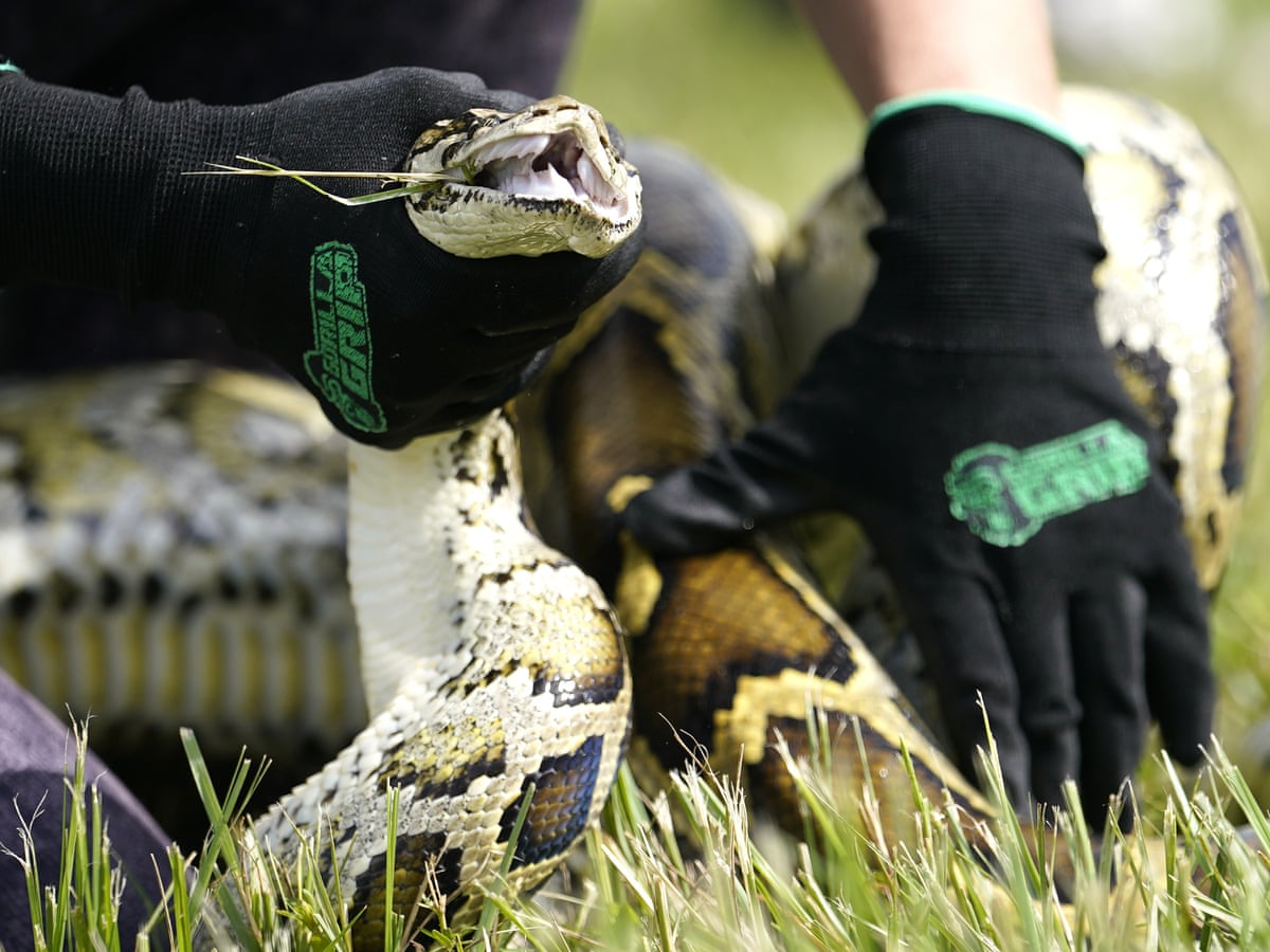 Florida teen wins top prize by capturing 28 pythons in annual competition | Florida | The Guardian