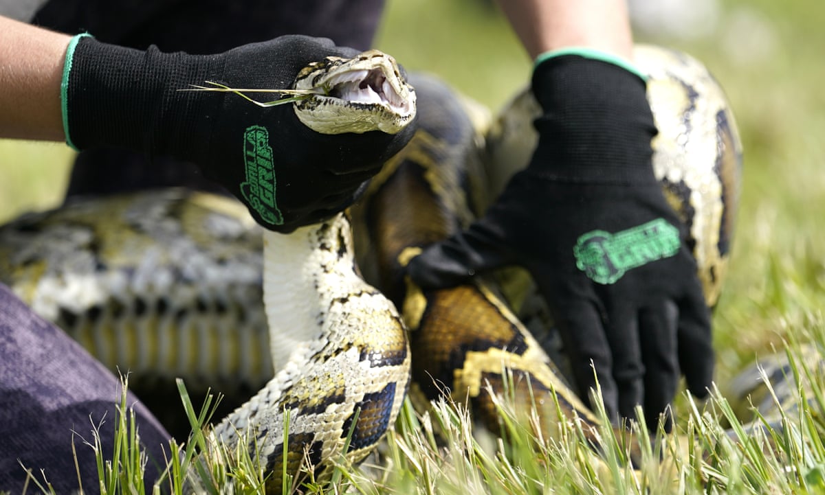 Florida researchers capture invasive pythons by attaching GPS collars to prey | Florida | The Guardian