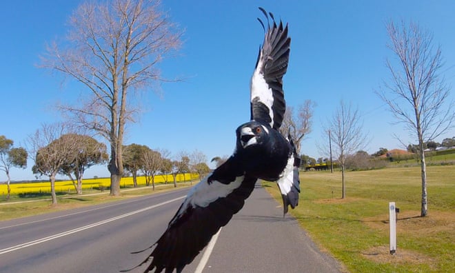 Consciously uncoupling: what drives rates of animal divorce? Astonishing rate of cuckoldry: the Australian magpie.Photograph: GPLama/Shutterstock