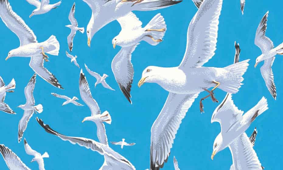 gulls in flight by neil gower