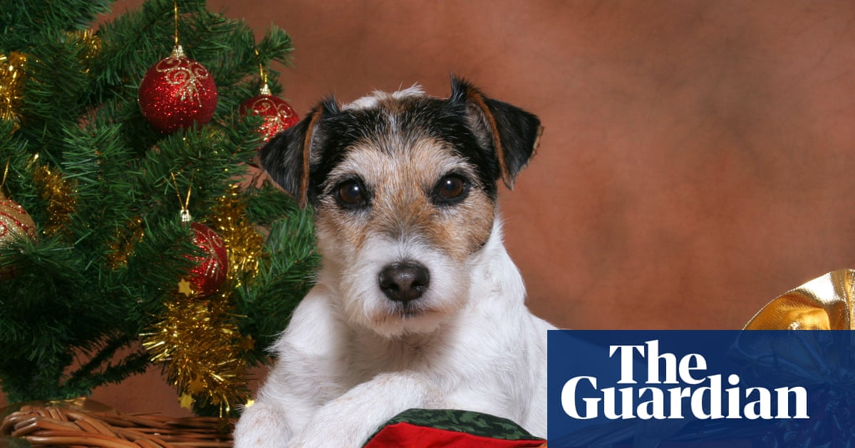 Tell us: how important are your pets during Christmas?