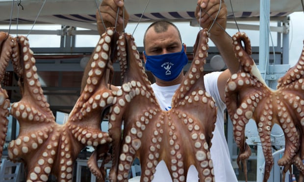 A restaurant owner dries octopuses in the sun on the island of Poros