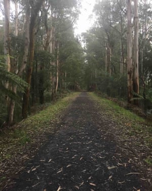 Walking through the eucalypt forest near Noogee is blissfully quiet