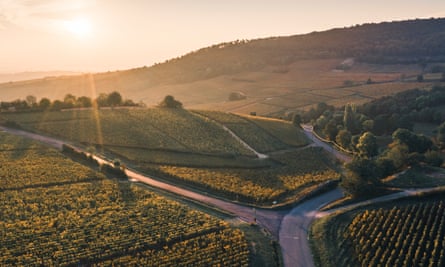 Vineyards in Burgundy, where producers are flourishing this year