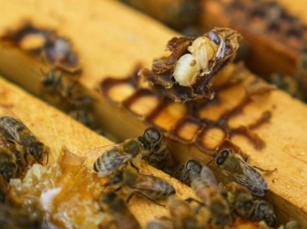A varroa mite is visible on a dead bee in a hive. Other live bees are visible.
