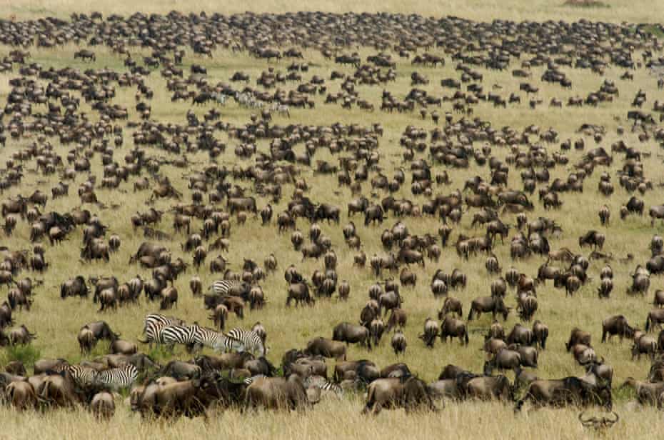 Aerial view of vast herd of wildebeest, Masai Mara Reserve Kenya