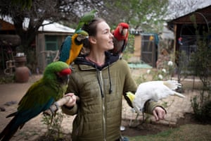 Joanesburgo, África do Sul. A voluntária Anre Bouguenon cuida de alguns dos 300 papagaios no centro de resgate e reabilitação de Papagaios Brainy Birds.
