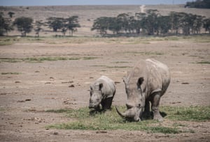 Dois rinocerontes brancos no parque nacional do Lago Nakuru, no Quênia