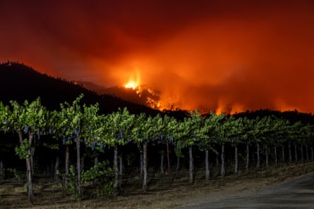 Fire burning behind a vineyard