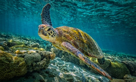 A green turtle in the reef