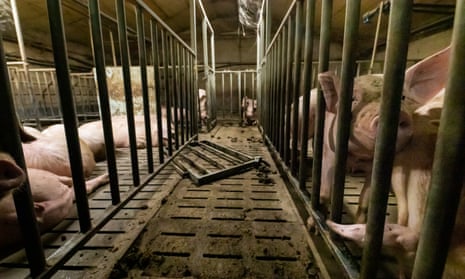 Video footage of pig cannibalism, dead animals in pens, and pigs in overcrowded conditions