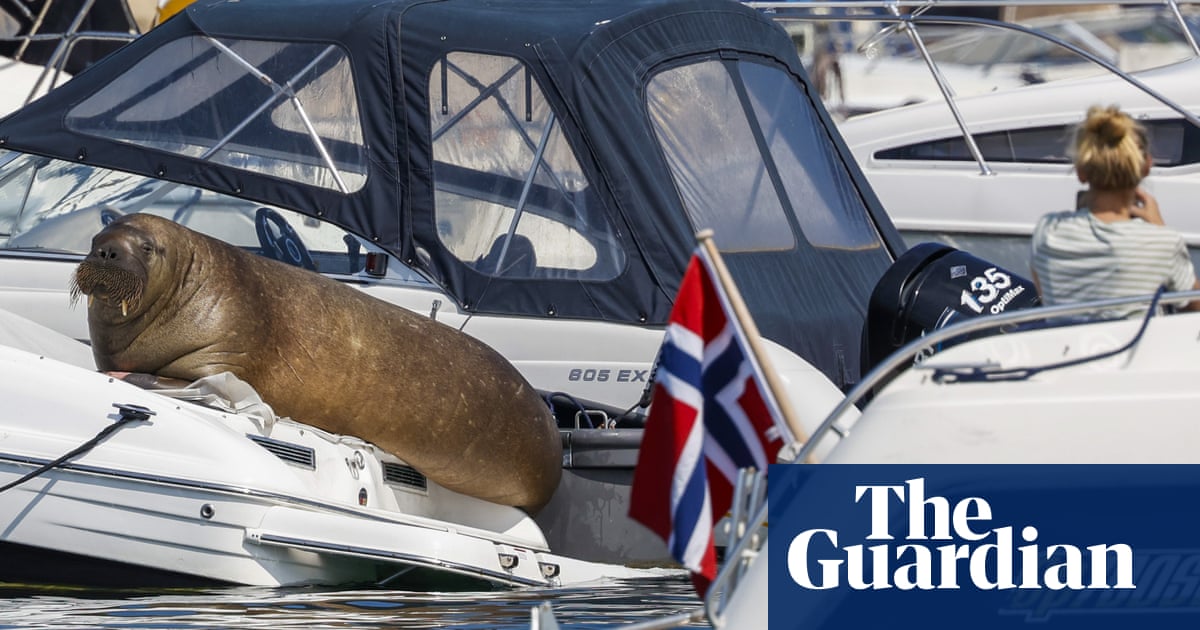 Norway was right to put down Freya the walrus, prime minister says